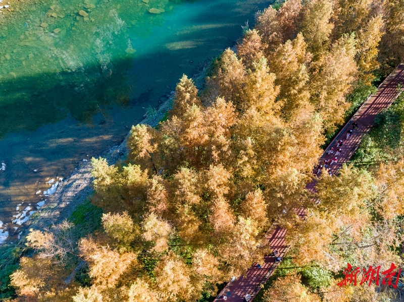 初冬水杉披彩裝