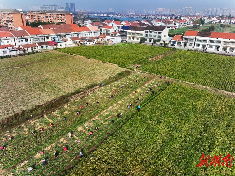 图集|小雪至 农事忙