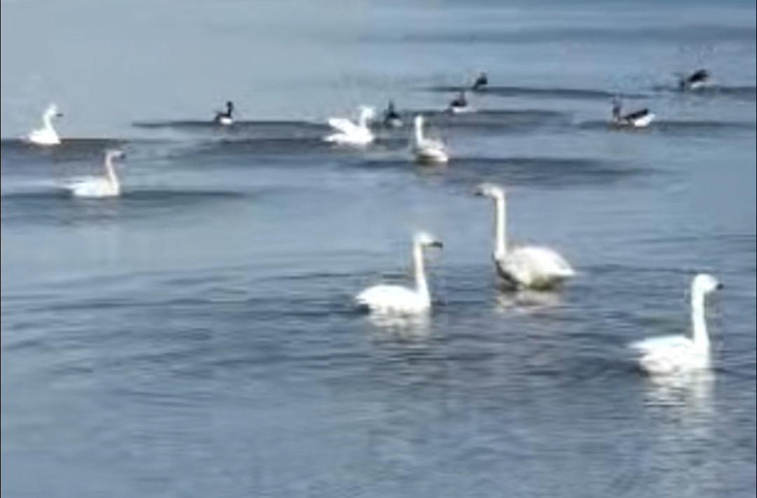 洞庭湖上，天鹅唱起冬日恋歌