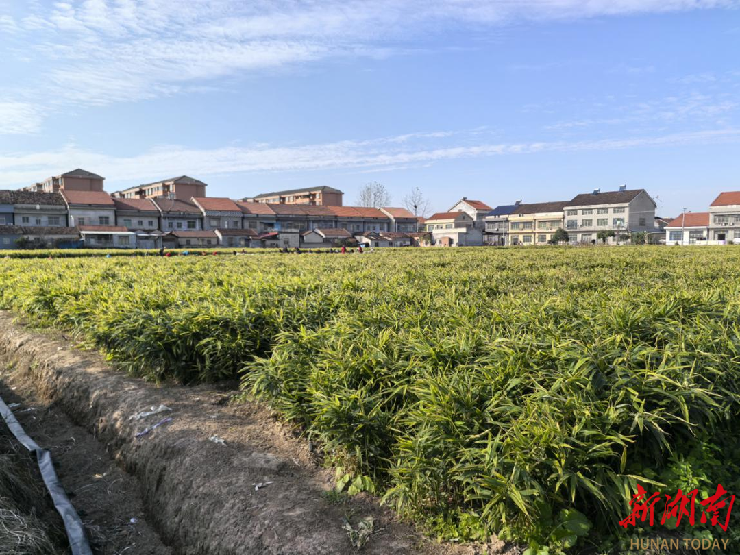 澧县黄沙湾社区：小黄姜 大产业