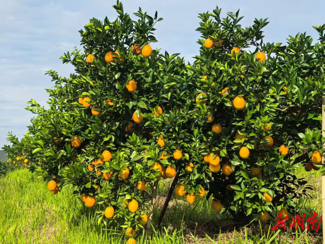 脐橙满枝学子助，湘超赛场架起暖心“销售桥”