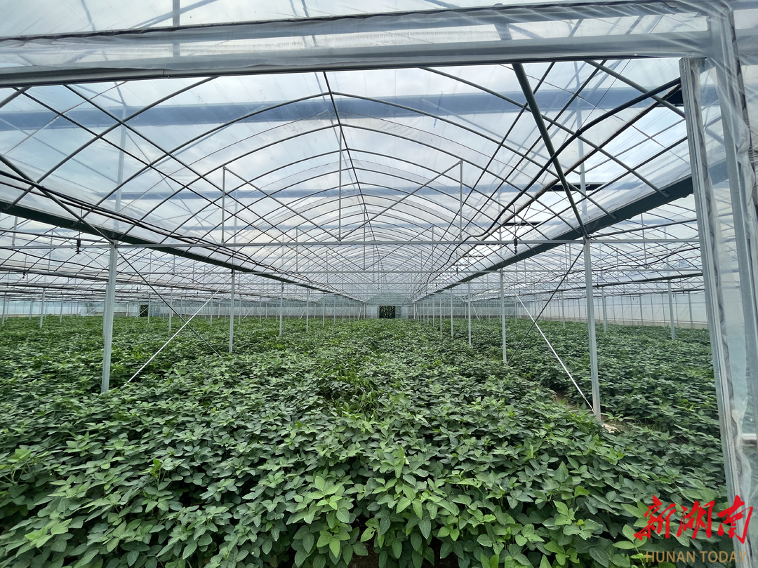 一棚多季一地多收，大通湖区河坝镇闲置育秧大棚“种”出致富新路