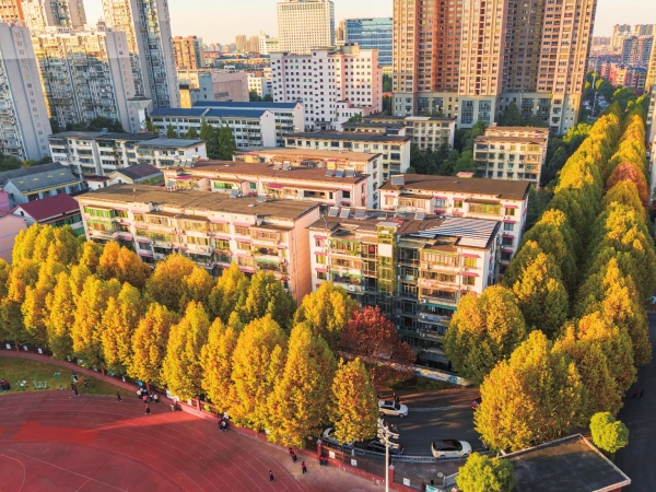 赫山：梧桐披“金” 美如画卷|湖南日报图片新闻