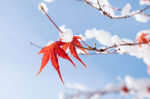 周末·天气 | 小雪节气哪些地方将迎来初雪？大数据盘点