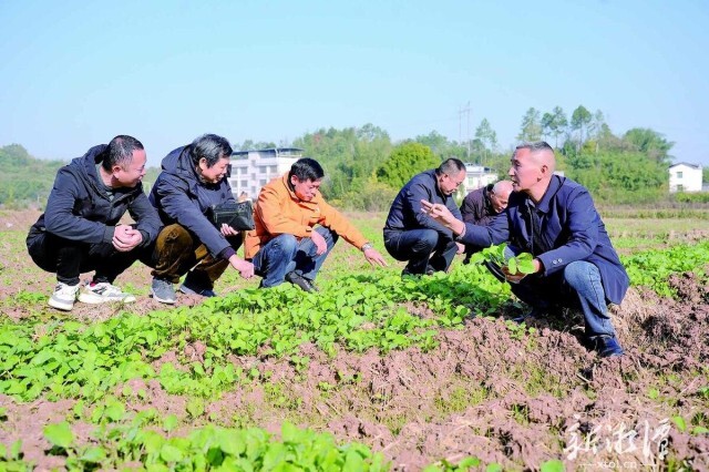 湘潭县银发专家田间“把脉”