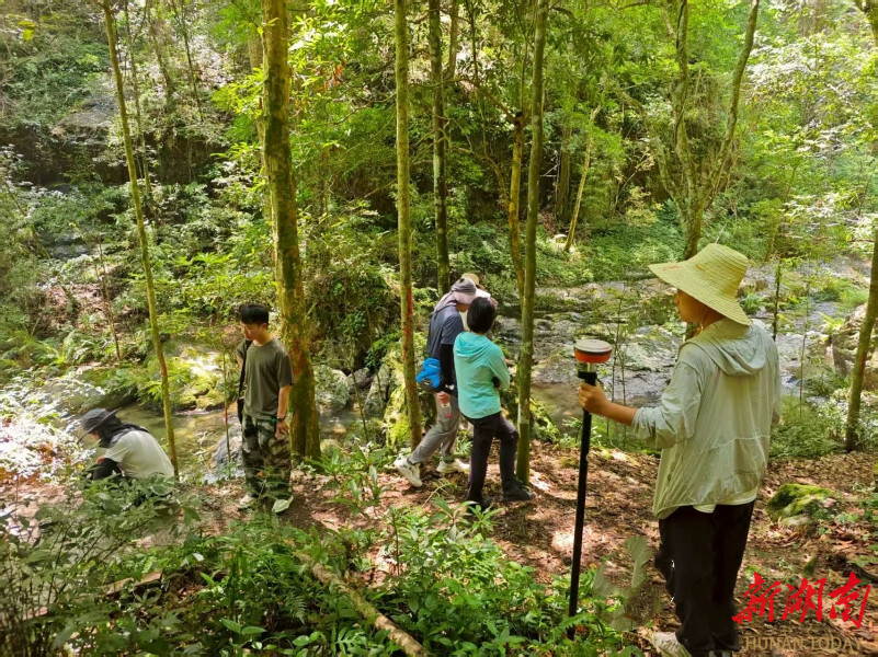 得天独厚+后天呵护！邵阳黄桑闽楠20年实现两大跨越，成生物多样性修复标杆