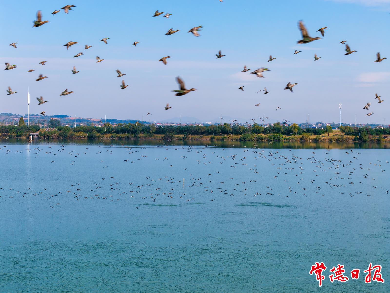 万余只候鸟“赴约”柳叶湖