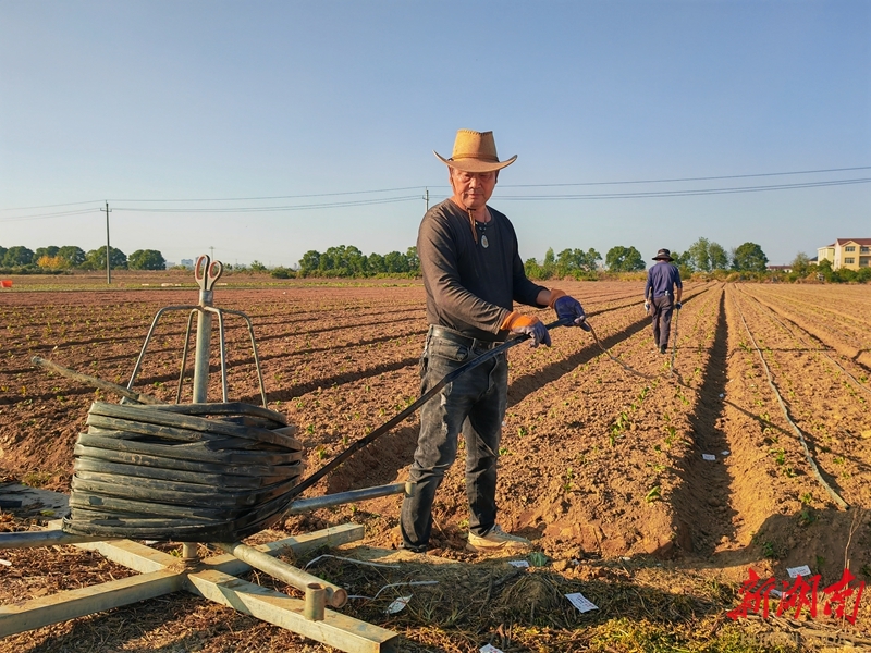 科技賦能冬季芥菜種植
