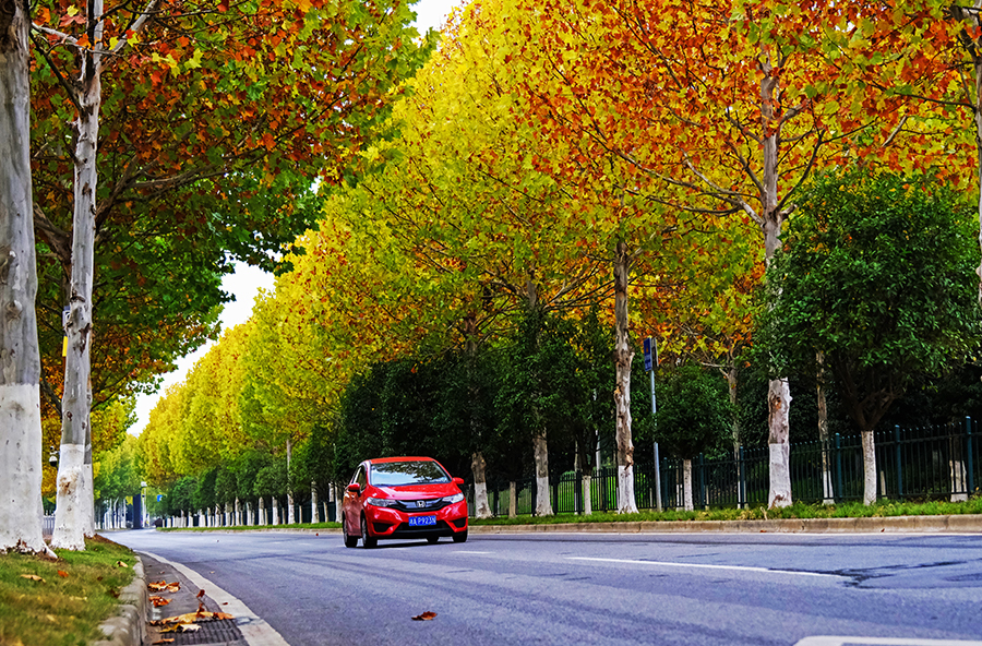 梧桐披金冬景美