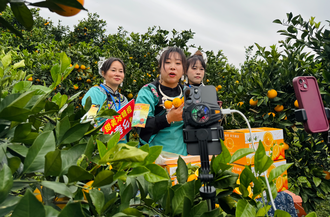 一颗好橙 长寿之源①|冰糖橙种植面积及产量均居全国第一的麻阳，正式开启采摘季