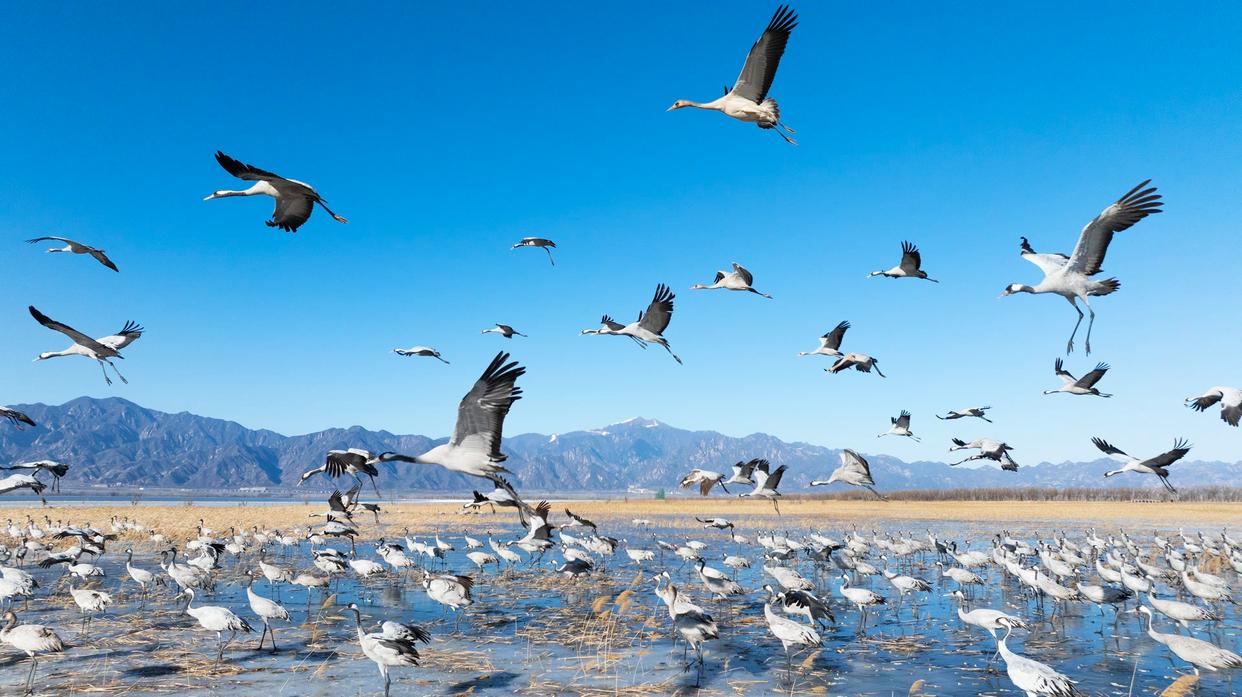 千鹤竞翔，万鸟齐舞！北京野鸭湖成“候鸟天堂”