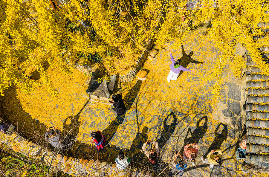 金黄叶舞引客来