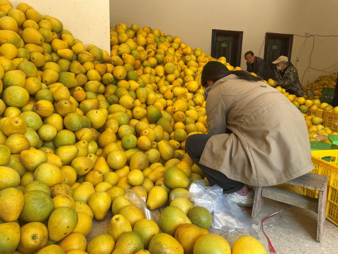 邵阳县蔡桥乡福林香柚基地开园迎丰收