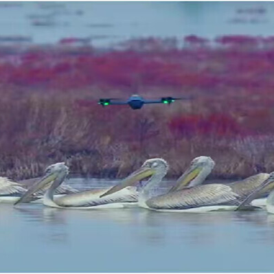无人机航拍伤害迁徙鸟类，多地志愿者呼吁禁飞