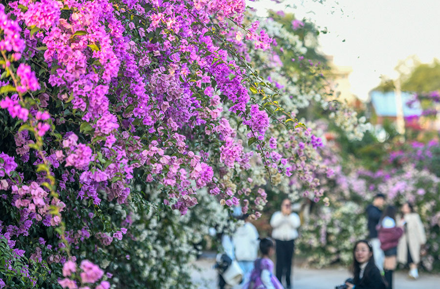 花开正艳迎客至