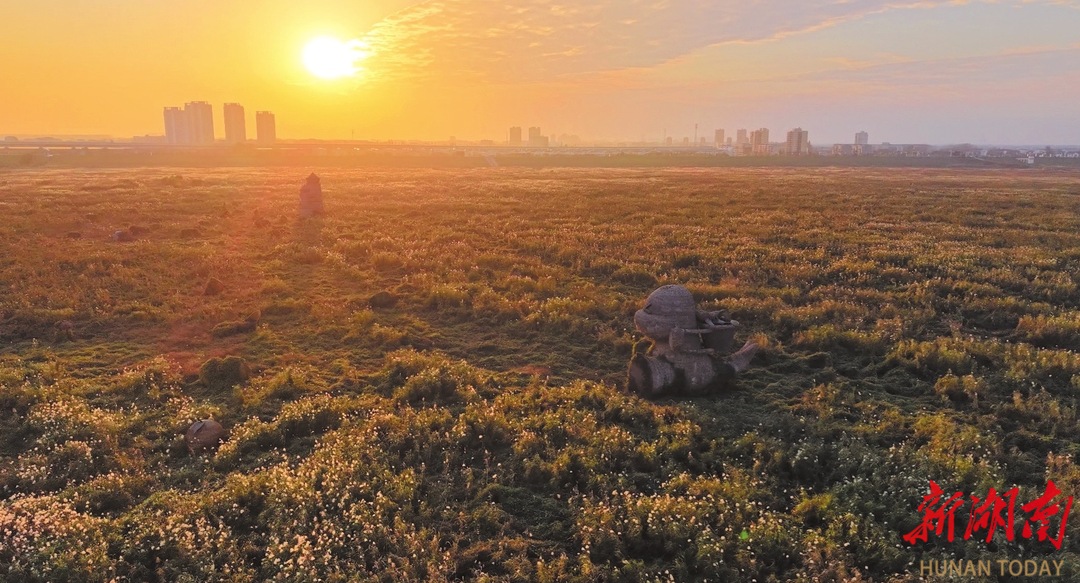 拍照超出片！君山江豚湾万亩芦苇迎最佳观赏期