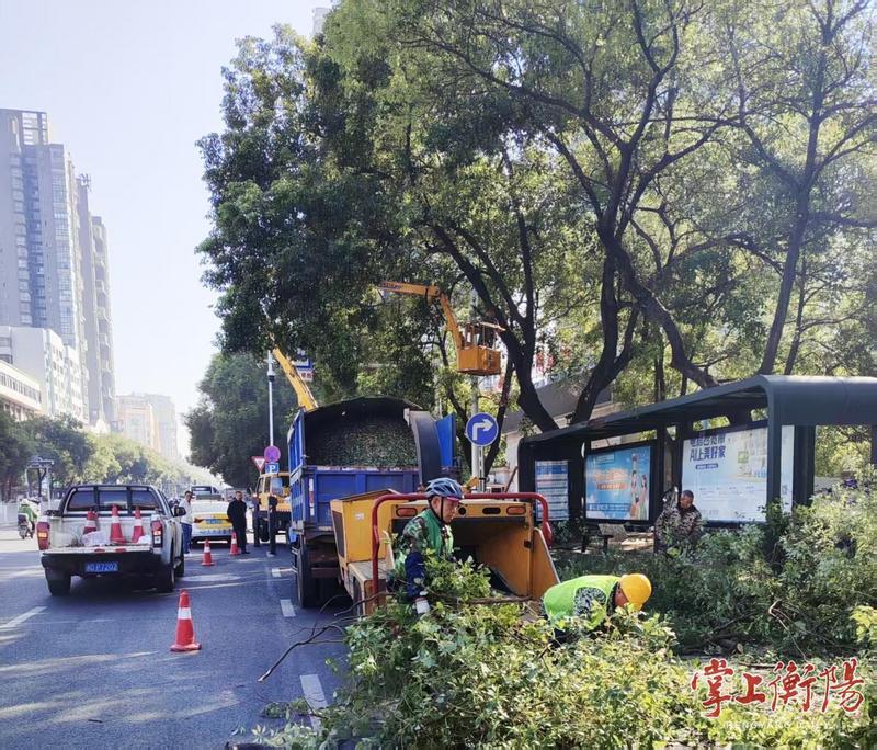 衡阳为400棵行道树“瘦身”