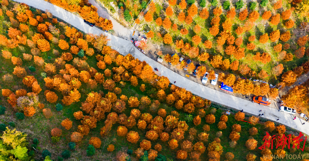 图集 | 冬日水杉美如画