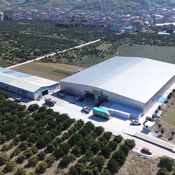 溆浦县：全产业链赋能 柑橘成乡村振兴“黄金果”