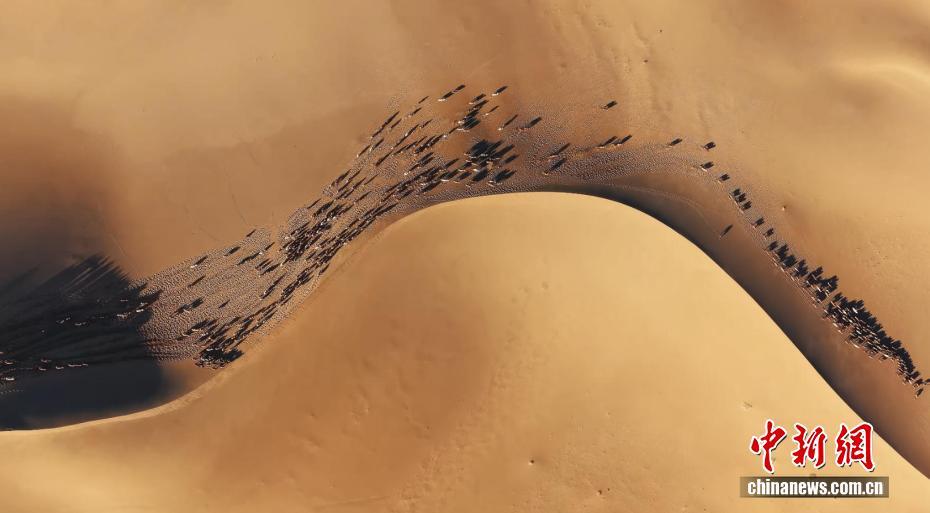 直击阿拉善驼群转场 解锁冬日限定震撼