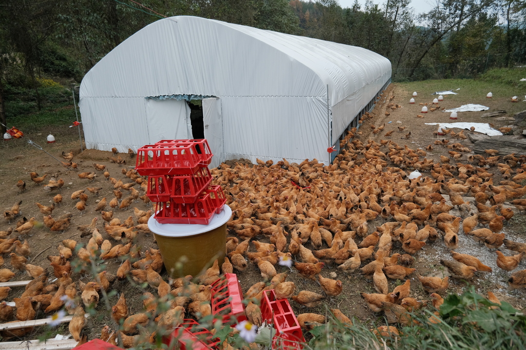 花垣这个村4600羽宝山鸡带来致富新希望