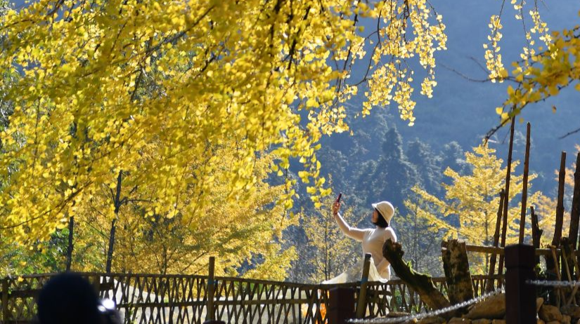 湖南双牌：满园银杏灿如金