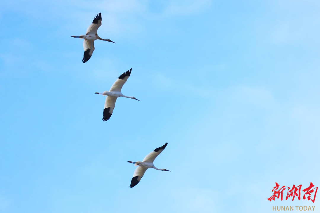 南县天星洲首次观测到“鸟类活化石”白鹤