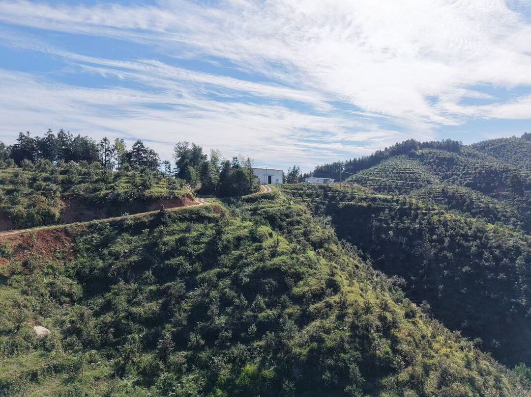 洞口县江口镇：油茶结金果 山村换新颜