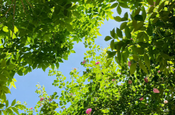 “阳光周”上线 宜洗衣晒被出门赏景