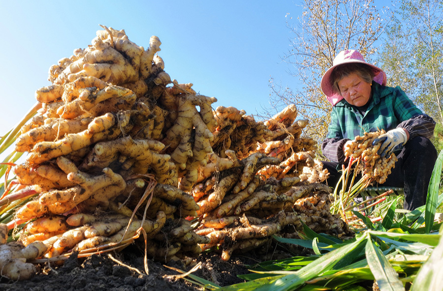 汝城小黄姜香飘海外