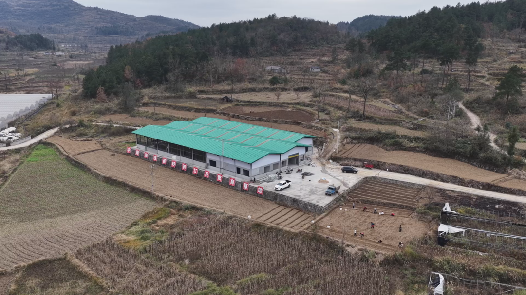 专家田间 “授艺”，藏红花种球种植有科技