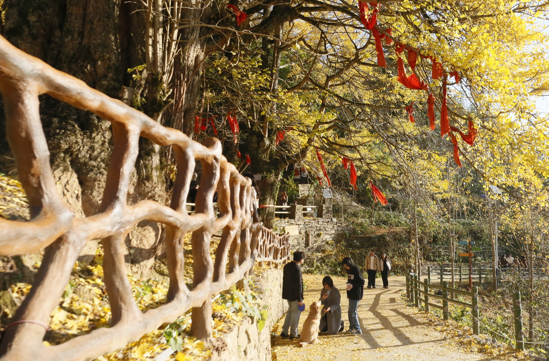 组图 | 城步罗家水村：银杏绽金辉 点亮秋冬景