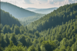 我国森林可持续经营试点取得积极进展