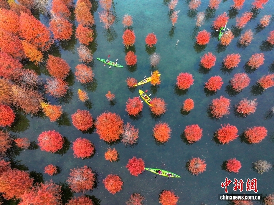 浙江长兴水杉林五彩斑斓