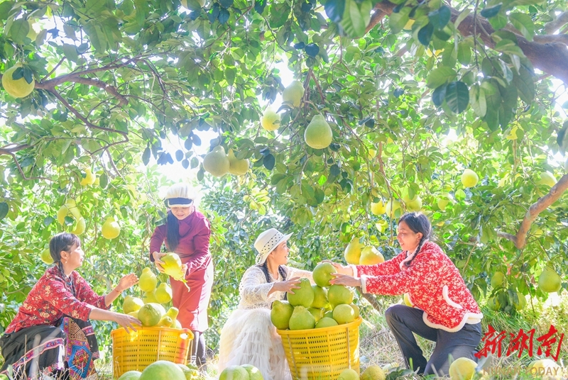 农旅融合促增收