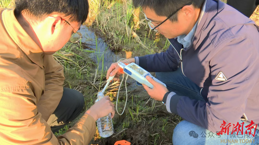 巴陵良稻②｜以“地水双擎”书写粮食安全的洞庭答卷