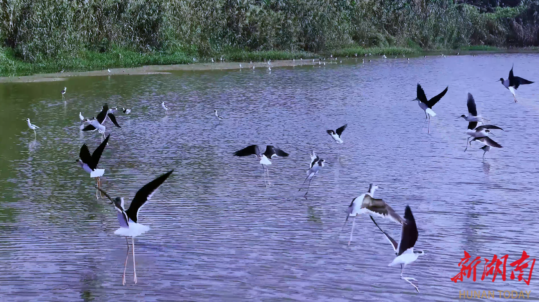 大通湖秒变自然T台，“长腿超模”美翻了！