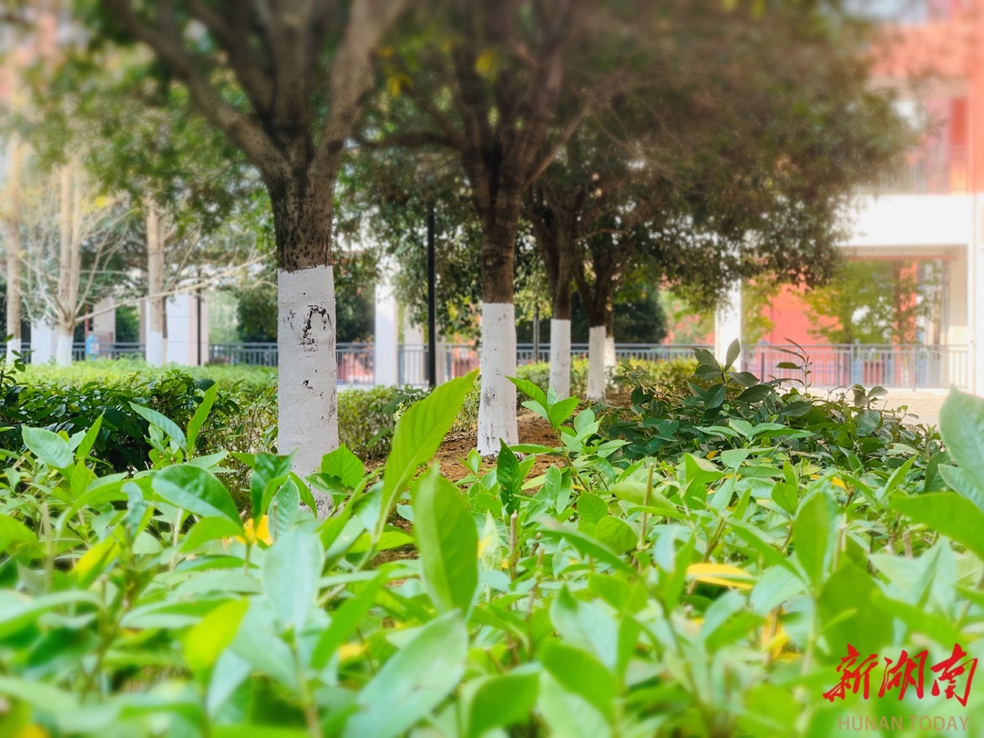 永州市冷水滩区银象小学：300余株树木穿上防虫“新衣”