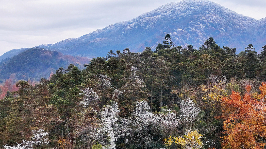 新宁：雾凇映彩林，初冬美如画