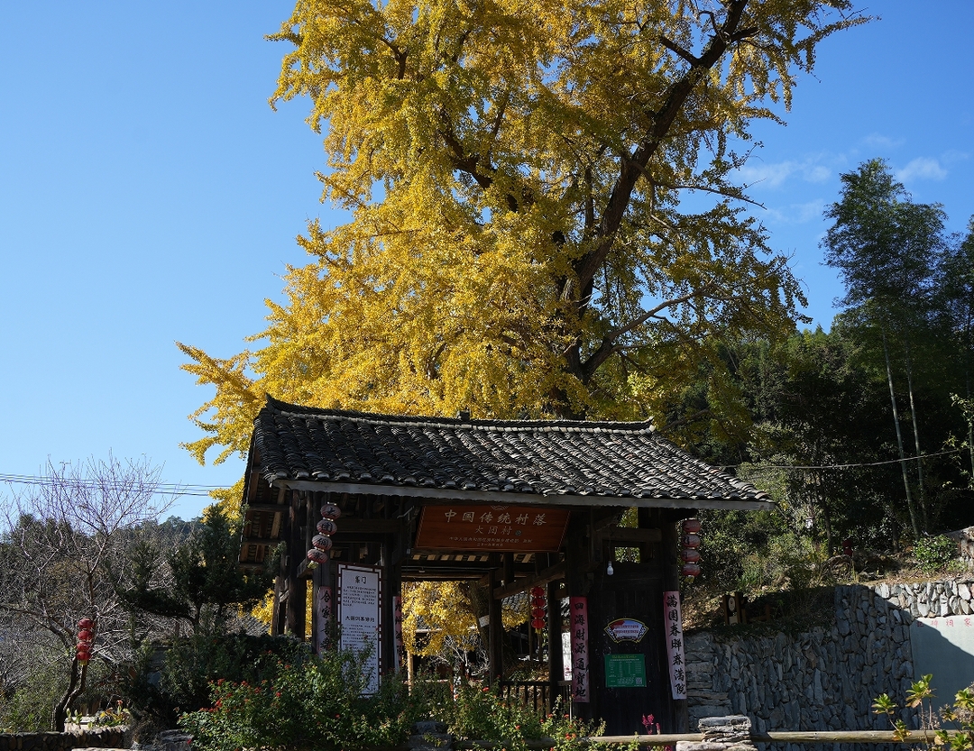 绥宁大团侗寨：千年银杏披“金甲” 满树金黄醉游人