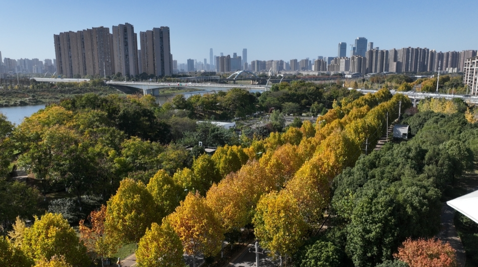 “梧桐大道”即将变色