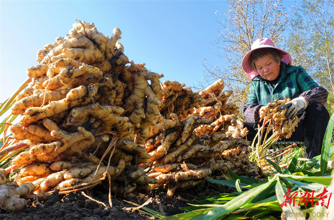 Rucheng Yellow Ginger Finds Favor in Overseas Market