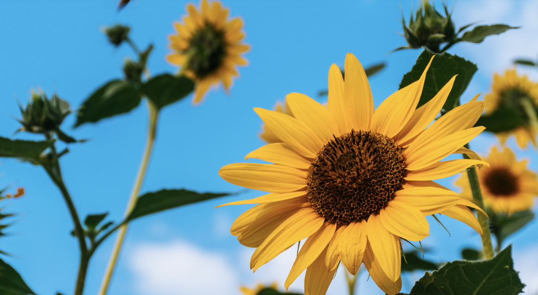 规律里的晚岁暖光