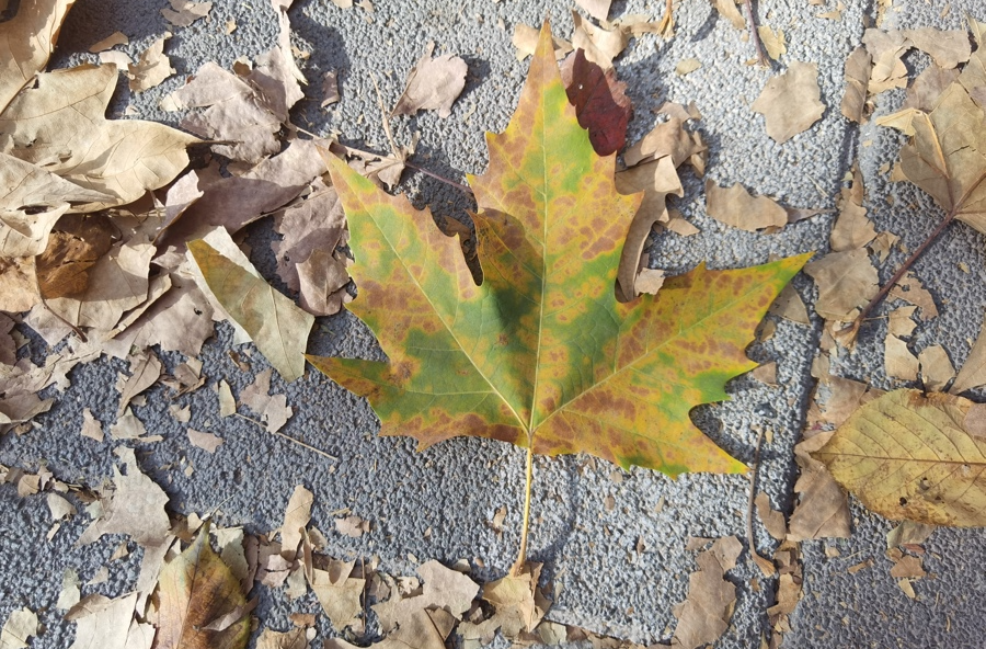 上海44条道路限时保留落叶，比去年晚了一周