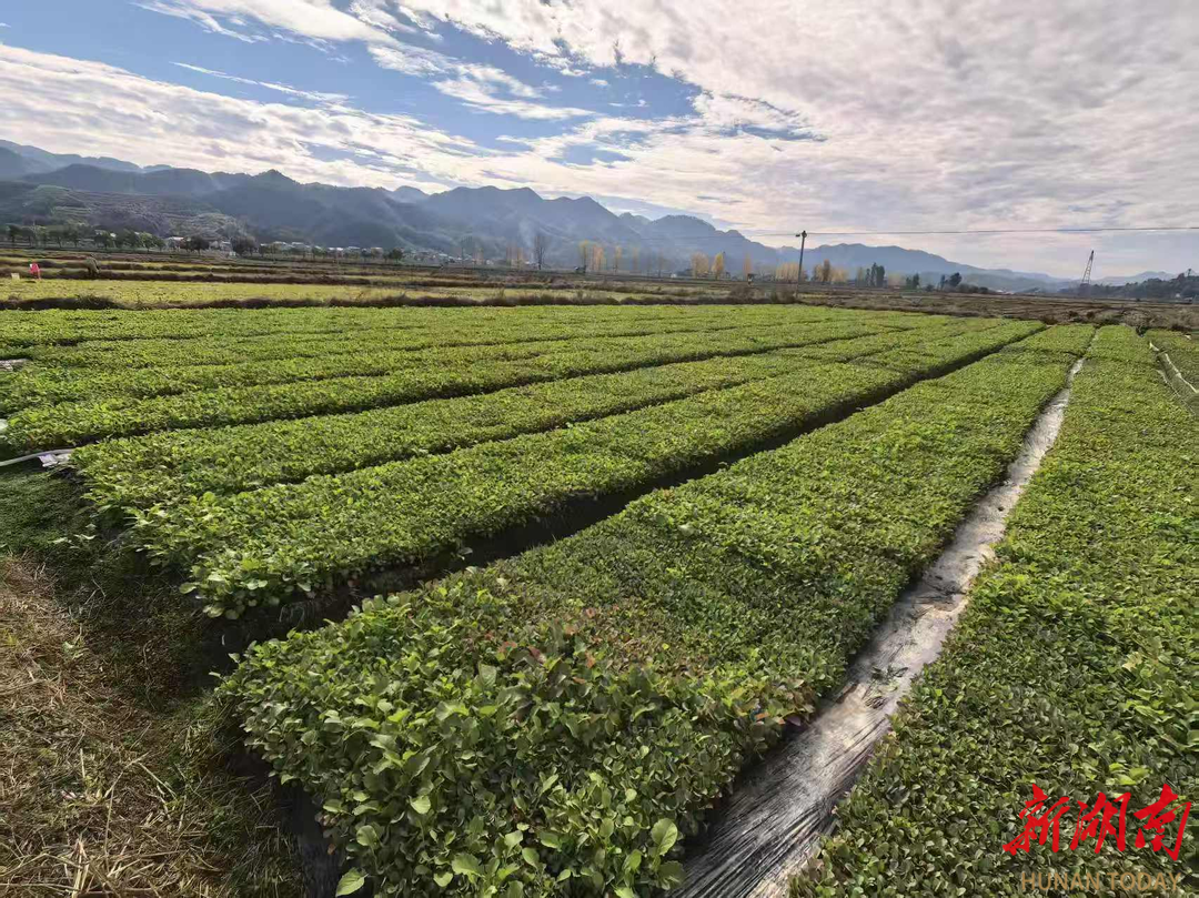 溆浦县水东镇：机械移栽赋能油菜产业 跑出乡村振兴“加速度”