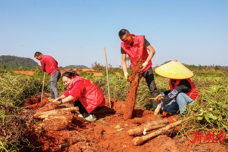党员志愿者田间助农
