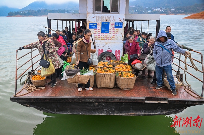 黄草镇柑橘坐着船儿来赶集