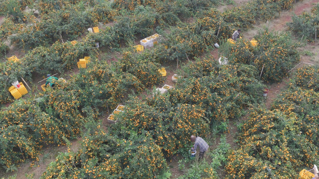临武：昔日荒地变果园 7万余亩柑橘带富群众