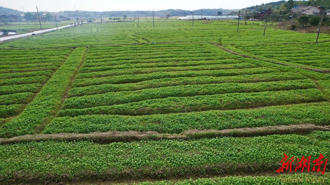 衡南：“油蔬两用”巧发力 油菜田里种出“双丰收”