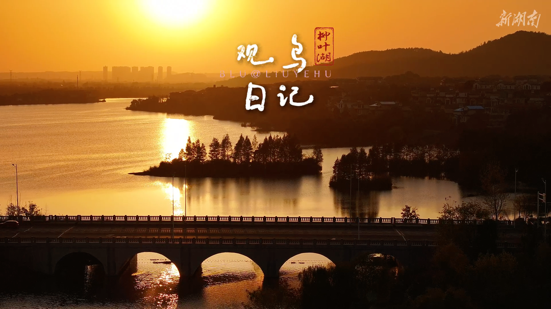遇见·柳叶湖 | @blu的「观鸟日记」